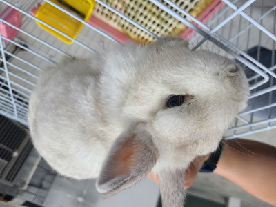 동부유기동물보호협회_426333202401244